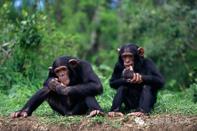 可能是最全的，肯尼亚坦桑尼亚动物百科。小地球耗时一周整理！