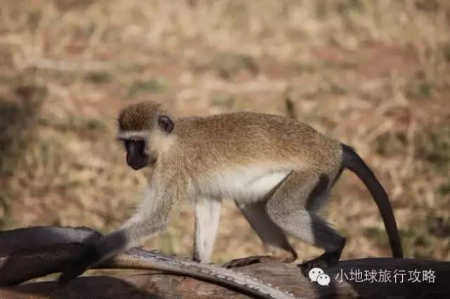 可能是最全的，肯尼亚坦桑尼亚动物百科。小地球耗时一周整理！