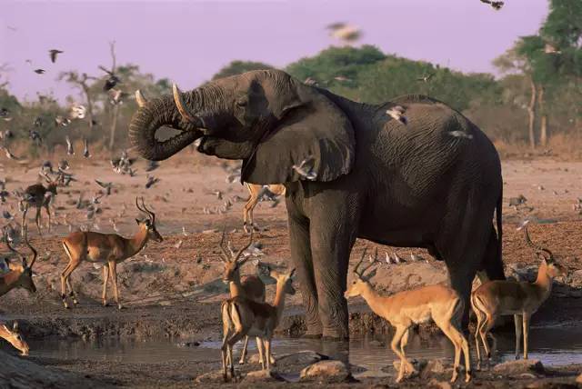 可能是最全的，肯尼亚坦桑尼亚动物百科。小地球耗时一周整理！