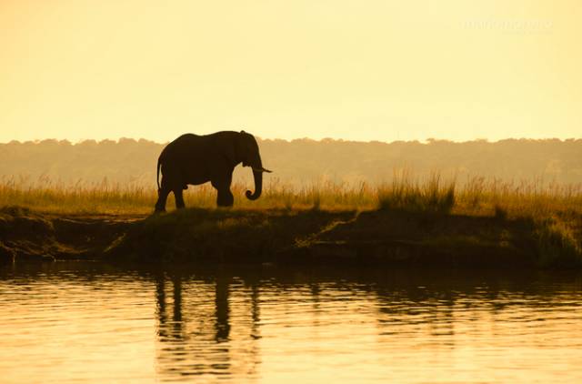 可能是最全的，肯尼亚坦桑尼亚动物百科。小地球耗时一周整理！