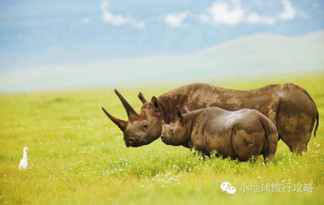 可能是最全的，肯尼亚坦桑尼亚动物百科。小地球耗时一周整理！