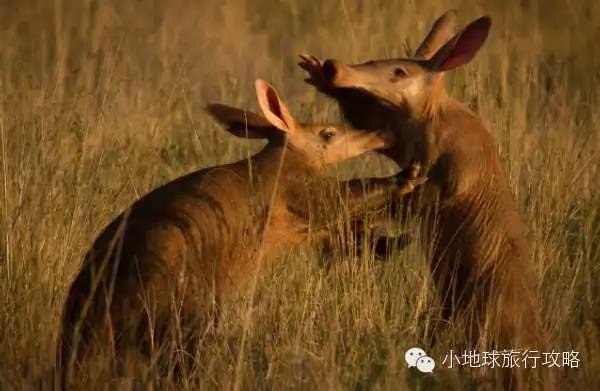 可能是最全的，肯尼亚坦桑尼亚动物百科。小地球耗时一周整理！