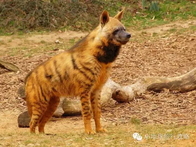 可能是最全的，肯尼亚坦桑尼亚动物百科。小地球耗时一周整理！