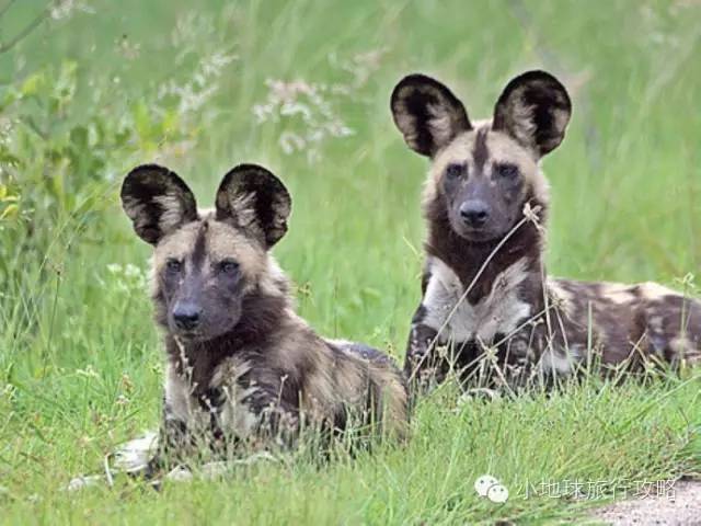 可能是最全的，肯尼亚坦桑尼亚动物百科。小地球耗时一周整理！