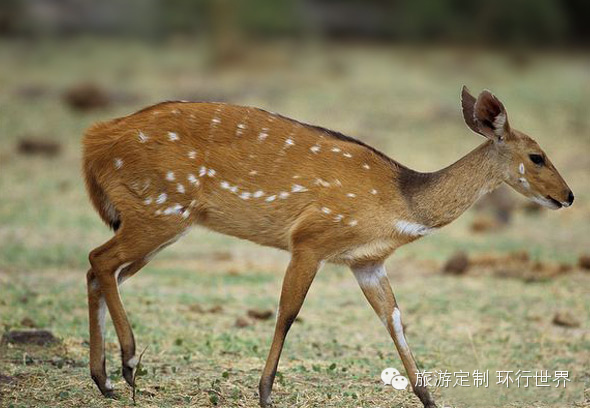 可能是最全的，肯尼亚坦桑尼亚动物百科。小地球耗时一周整理！