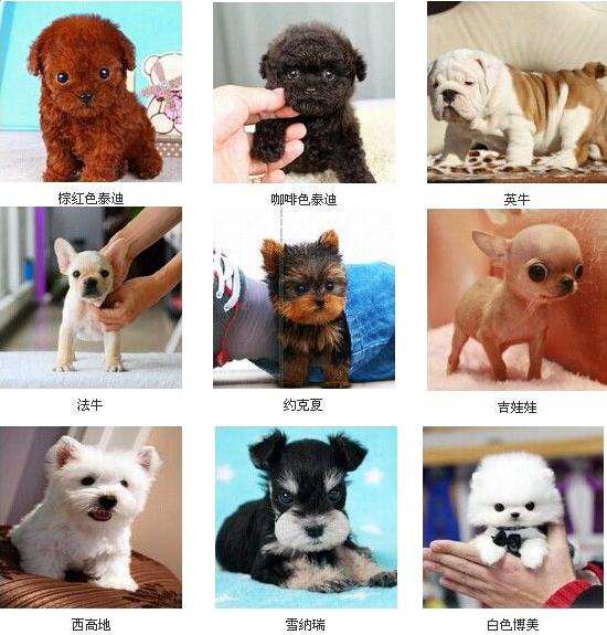 卓越犬舍名犬基地,名犬繁育基地犬舍