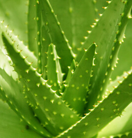 芦荟胶的作用和功效以及用法,好的芦荟胶的作用和功效