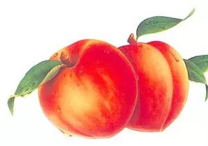 只坏一点点的苹果,只坏了一半的水果可以切下来吃吗