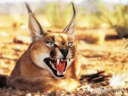 可能是最全的，肯尼亚坦桑尼亚动物百科。小地球耗时一周整理！