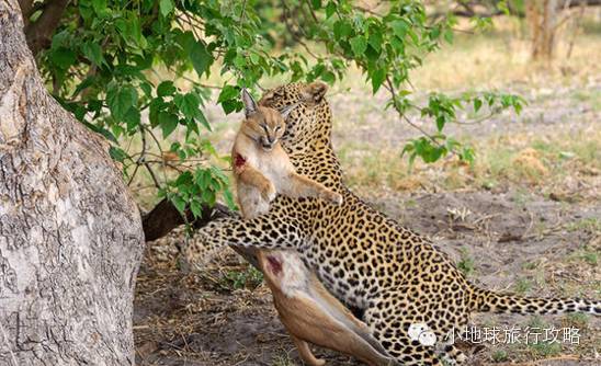 可能是最全的，肯尼亚坦桑尼亚动物百科。小地球耗时一周整理！