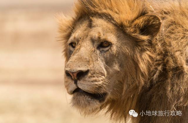 可能是最全的，肯尼亚坦桑尼亚动物百科。小地球耗时一周整理！