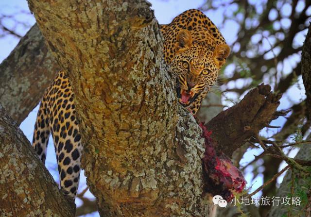 可能是最全的，肯尼亚坦桑尼亚动物百科。小地球耗时一周整理！