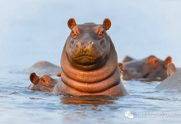 可能是最全的，肯尼亚坦桑尼亚动物百科。小地球耗时一周整理！
