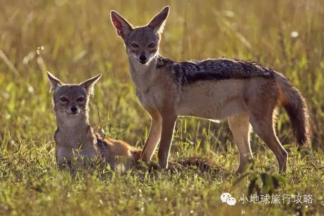 可能是最全的，肯尼亚坦桑尼亚动物百科。小地球耗时一周整理！