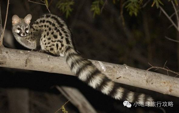 可能是最全的，肯尼亚坦桑尼亚动物百科。小地球耗时一周整理！