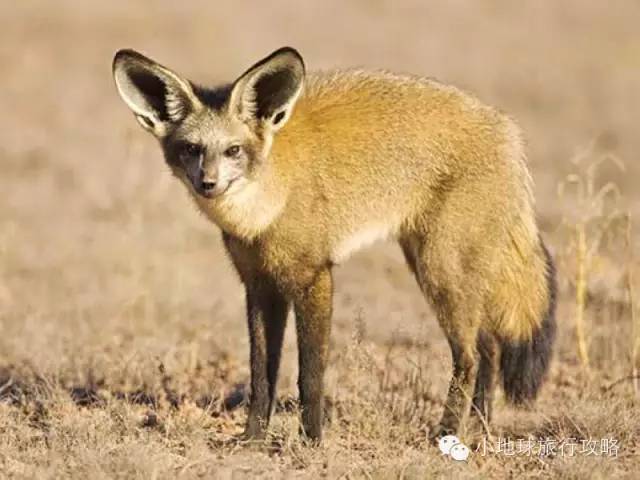 可能是最全的，肯尼亚坦桑尼亚动物百科。小地球耗时一周整理！