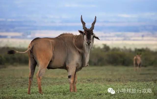 可能是最全的，肯尼亚坦桑尼亚动物百科。小地球耗时一周整理！