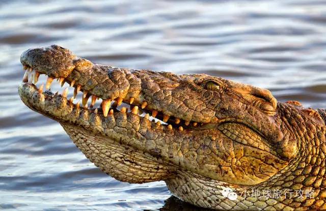 可能是最全的，肯尼亚坦桑尼亚动物百科。小地球耗时一周整理！