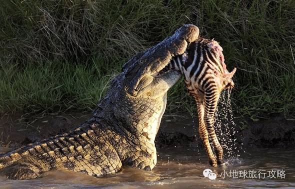 可能是最全的，肯尼亚坦桑尼亚动物百科。小地球耗时一周整理！