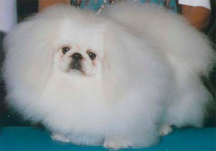 元宵节，谁是你心中的“小汤圆”？