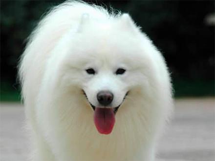 元宵节，谁是你心中的“小汤圆”？