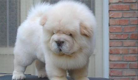 元宵节，谁是你心中的“小汤圆”？