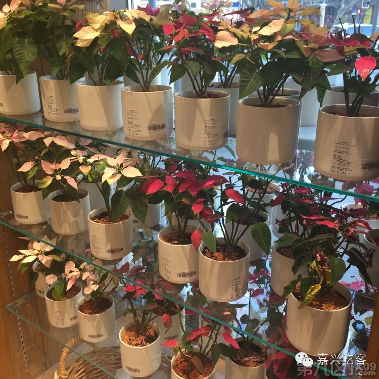 粗去浪|为了推荐好吃的咖喱和零食,本宝宝码字好辛苦!