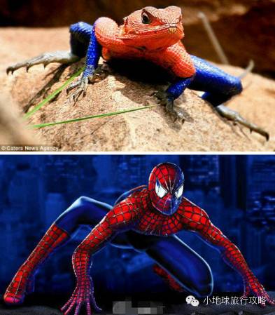 可能是最全的，肯尼亚坦桑尼亚动物百科。小地球耗时一周整理！