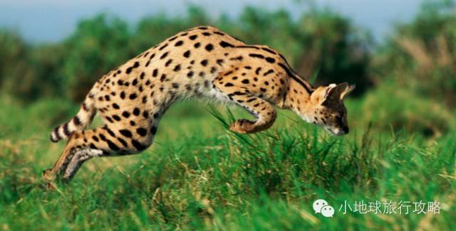 可能是最全的，肯尼亚坦桑尼亚动物百科。小地球耗时一周整理！