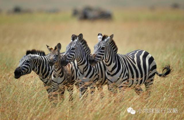 可能是最全的，肯尼亚坦桑尼亚动物百科。小地球耗时一周整理！