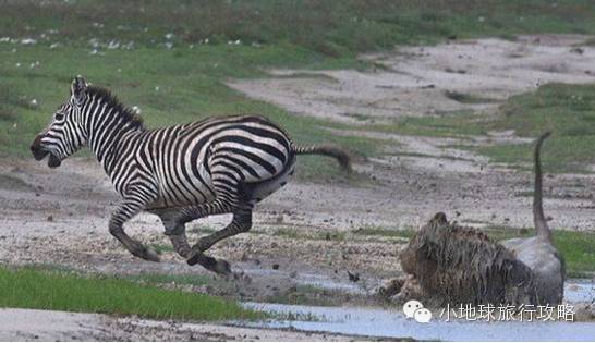 可能是最全的，肯尼亚坦桑尼亚动物百科。小地球耗时一周整理！