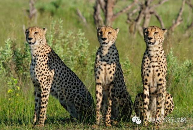 可能是最全的，肯尼亚坦桑尼亚动物百科。小地球耗时一周整理！