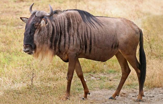 可能是最全的，肯尼亚坦桑尼亚动物百科。小地球耗时一周整理！