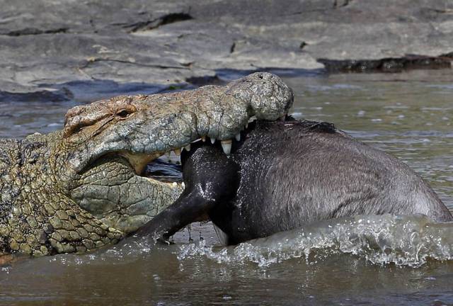 可能是最全的，肯尼亚坦桑尼亚动物百科。小地球耗时一周整理！