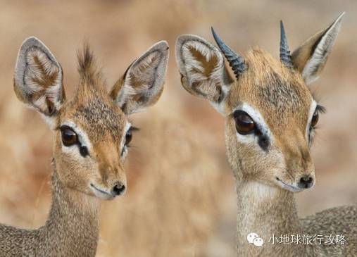 可能是最全的，肯尼亚坦桑尼亚动物百科。小地球耗时一周整理！