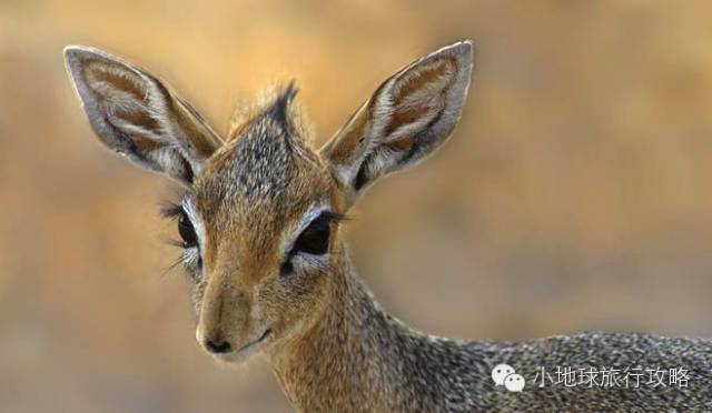 可能是最全的，肯尼亚坦桑尼亚动物百科。小地球耗时一周整理！