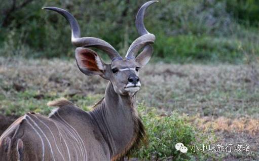 可能是最全的，肯尼亚坦桑尼亚动物百科。小地球耗时一周整理！