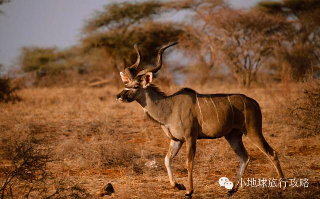 可能是最全的，肯尼亚坦桑尼亚动物百科。小地球耗时一周整理！