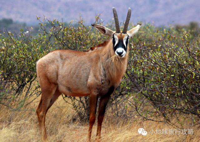 可能是最全的，肯尼亚坦桑尼亚动物百科。小地球耗时一周整理！