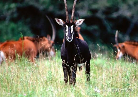 可能是最全的，肯尼亚坦桑尼亚动物百科。小地球耗时一周整理！