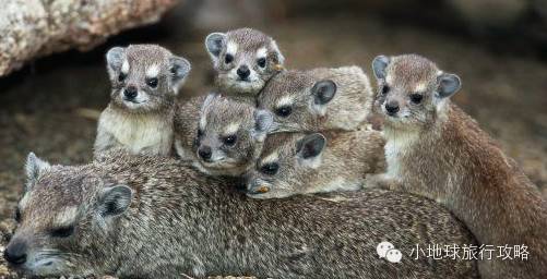 可能是最全的，肯尼亚坦桑尼亚动物百科。小地球耗时一周整理！