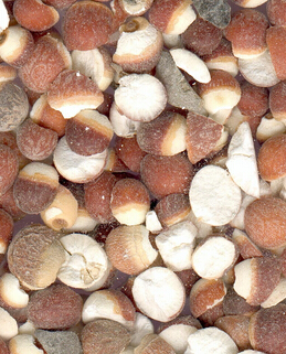 孕妇吃芡实的好处,芡实对孕妇的功效与作用