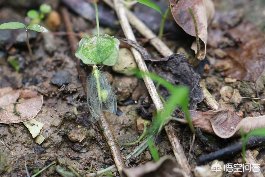 花草上白色小虫子,花草杀菌小妙招