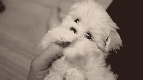 元宵节，谁是你心中的“小汤圆”？