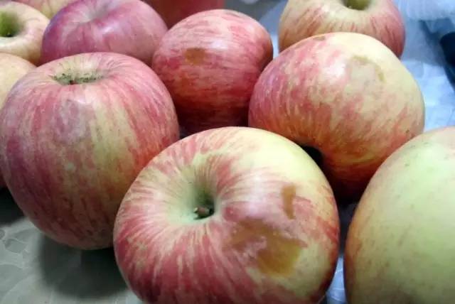 只坏一点点的苹果,只坏了一半的水果可以切下来吃吗