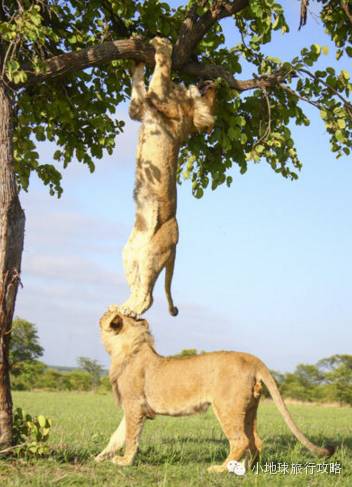 可能是最全的，肯尼亚坦桑尼亚动物百科。小地球耗时一周整理！