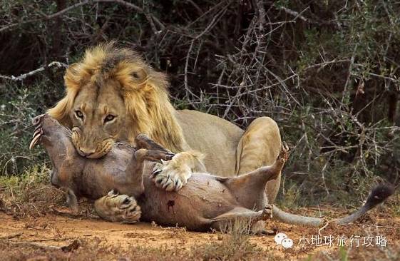 可能是最全的，肯尼亚坦桑尼亚动物百科。小地球耗时一周整理！