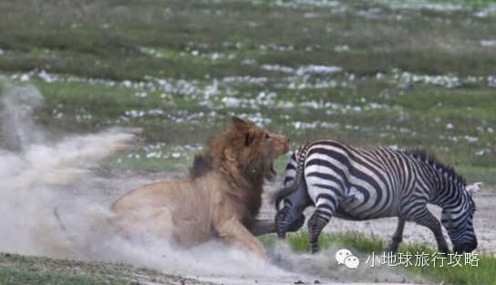 可能是最全的，肯尼亚坦桑尼亚动物百科。小地球耗时一周整理！