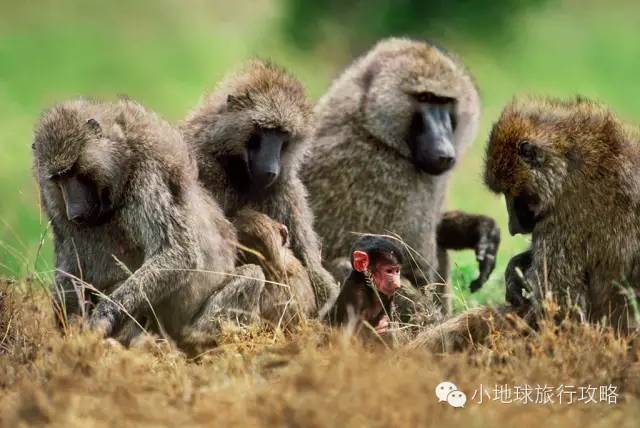 可能是最全的，肯尼亚坦桑尼亚动物百科。小地球耗时一周整理！