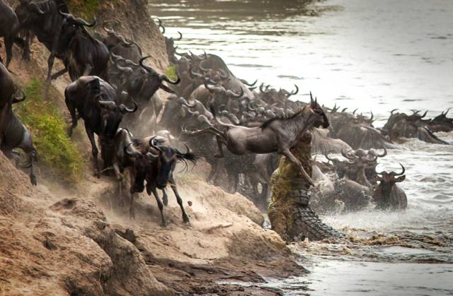可能是最全的，肯尼亚坦桑尼亚动物百科。小地球耗时一周整理！